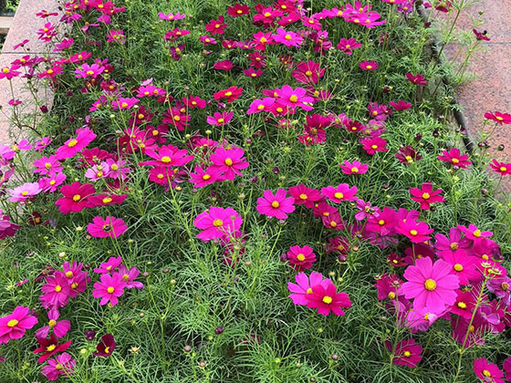 富阳鲜花绿植店|设计阳台绿化